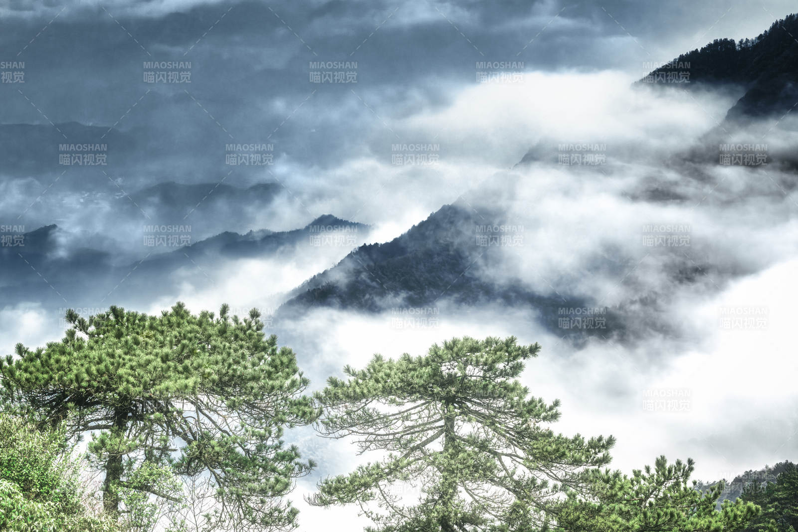 云海松涛 武功山图片