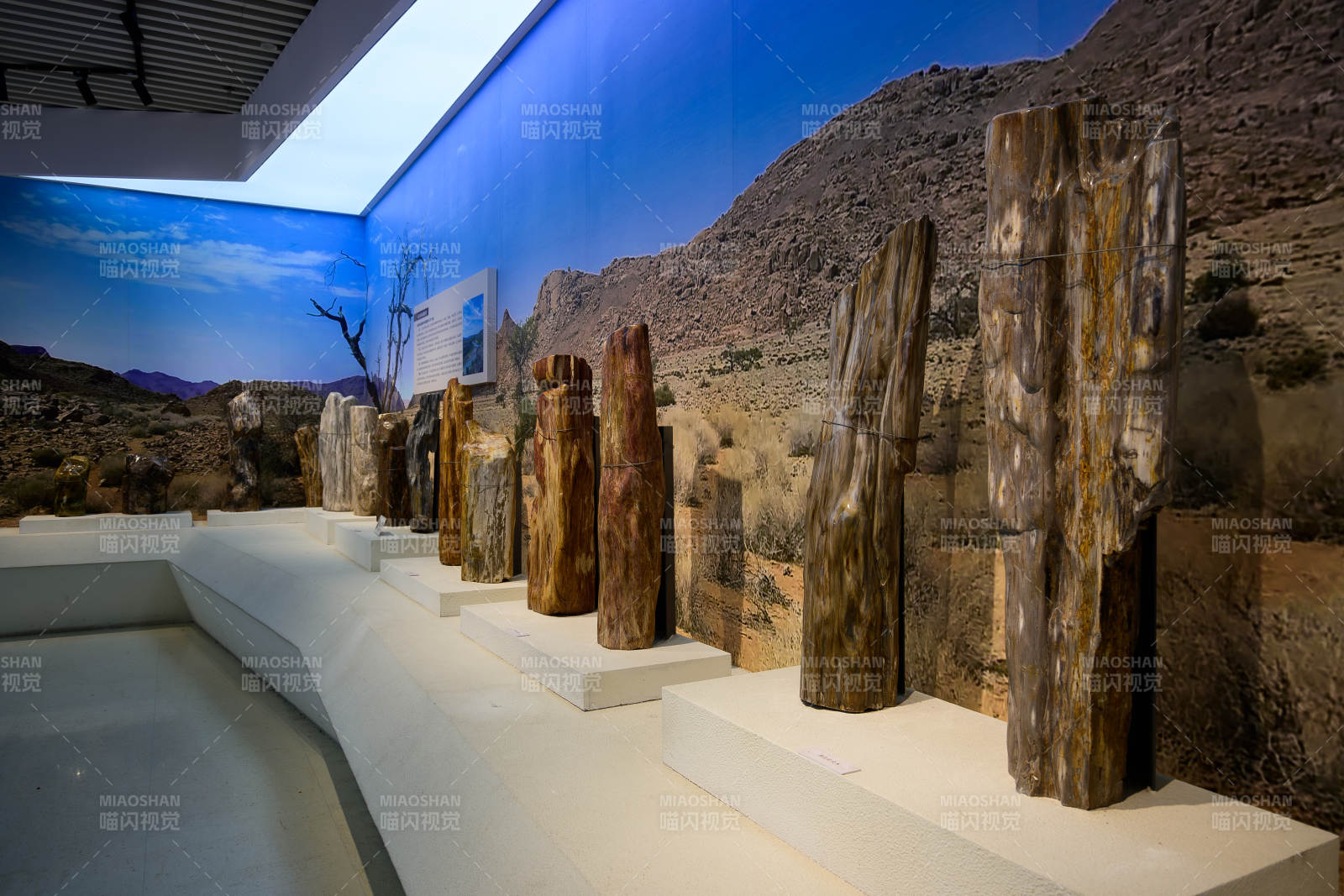 自然博物馆硅化木化石图片