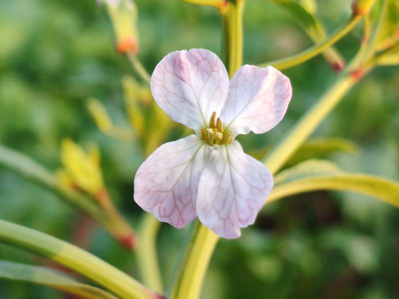 淡雅粉白花绽放图片