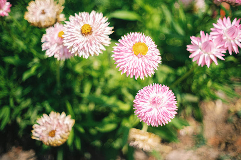 粉白雏菊绽放图片