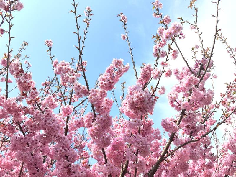 樱花绽放春日景图片