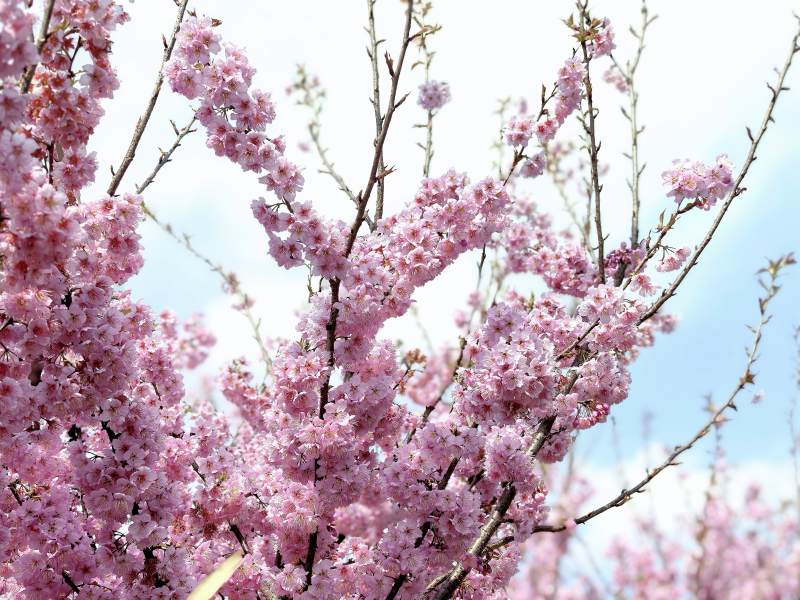 樱花绽放春日美景图片