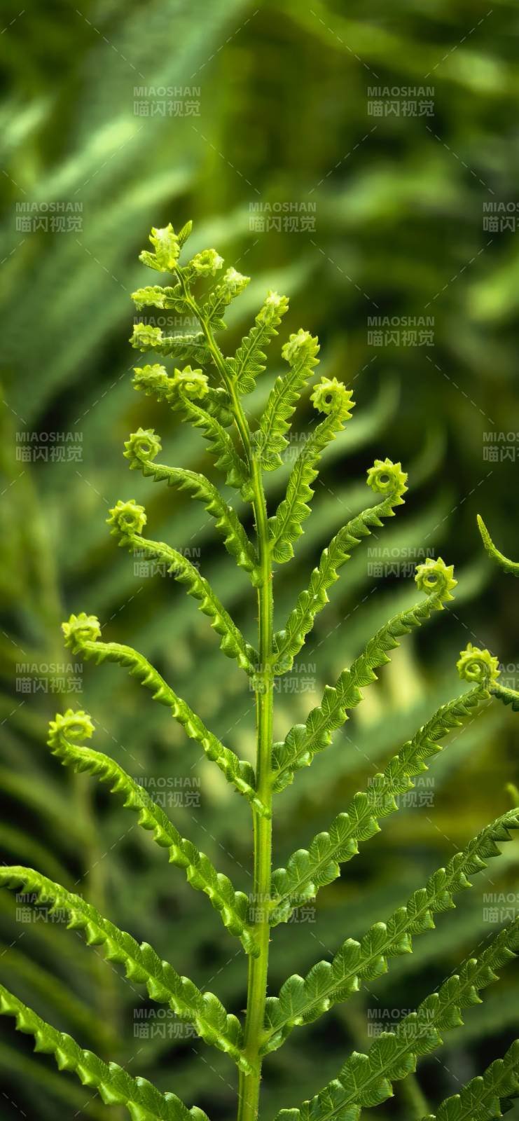 蕨叶新生图片