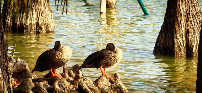 鸭群在水边休息图片