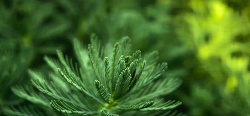 绿叶繁茂生机盎然图片