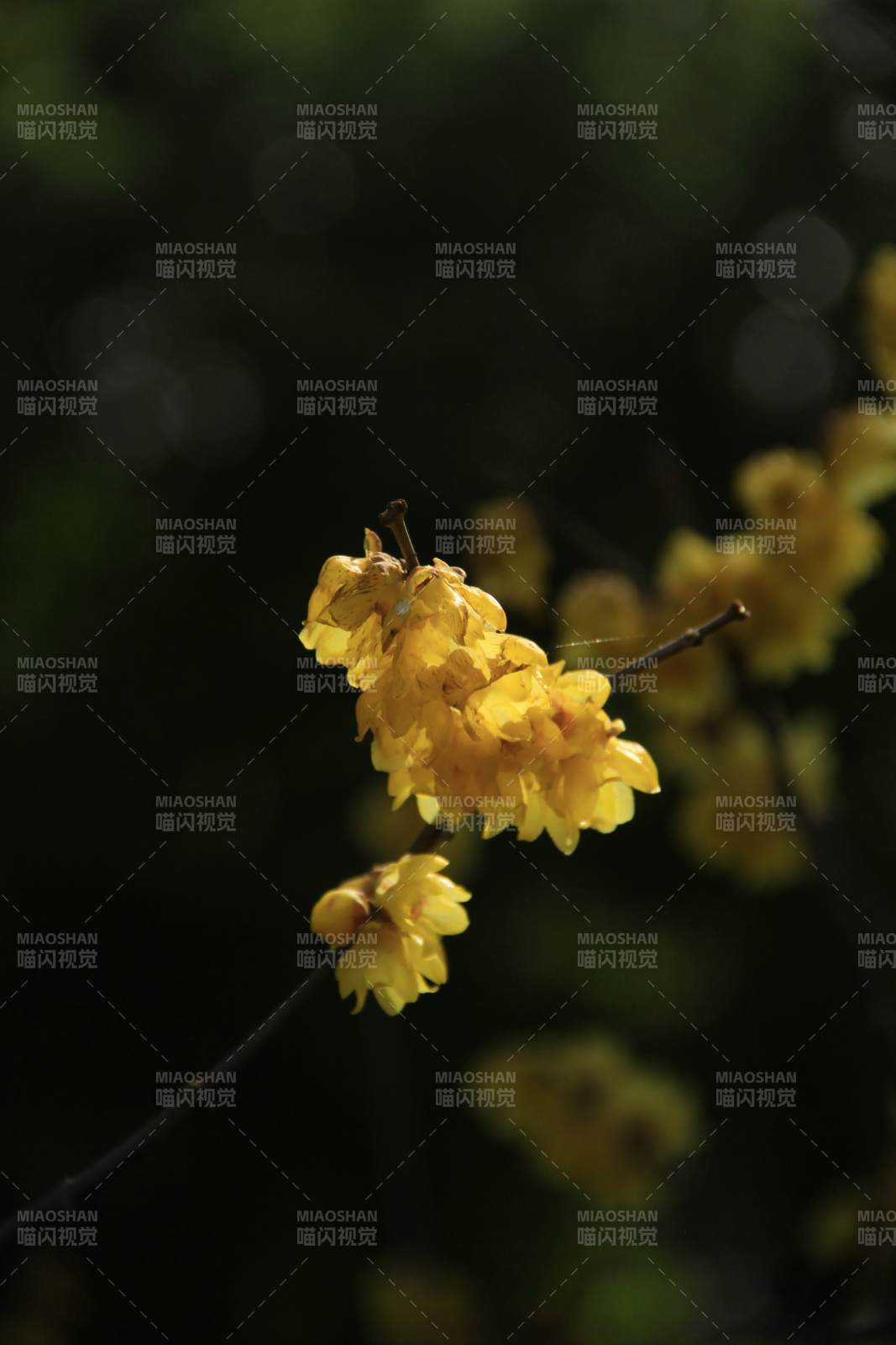 黄花绽放枝头图片