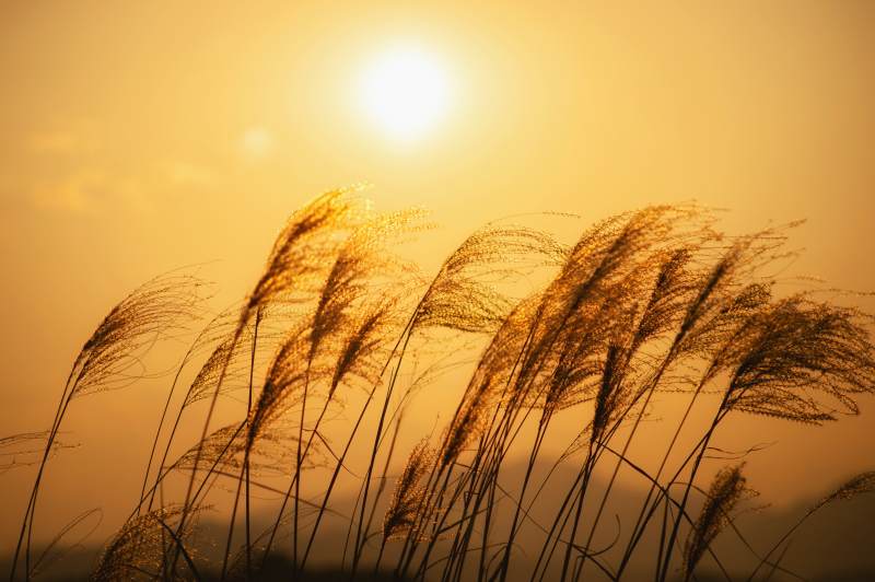 夕阳下的芦苇丛图片