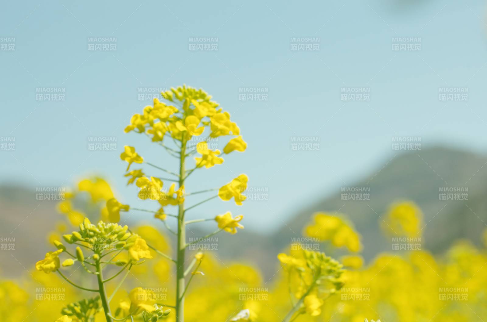 油菜花海绽放图片