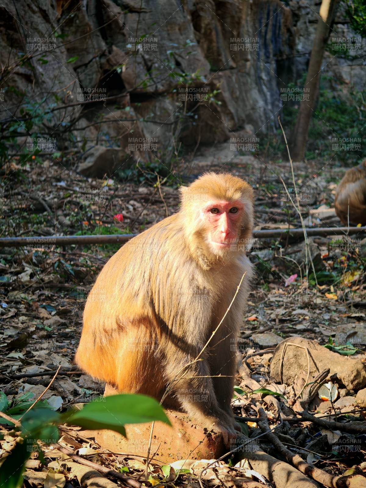 金猴静坐山林间图片