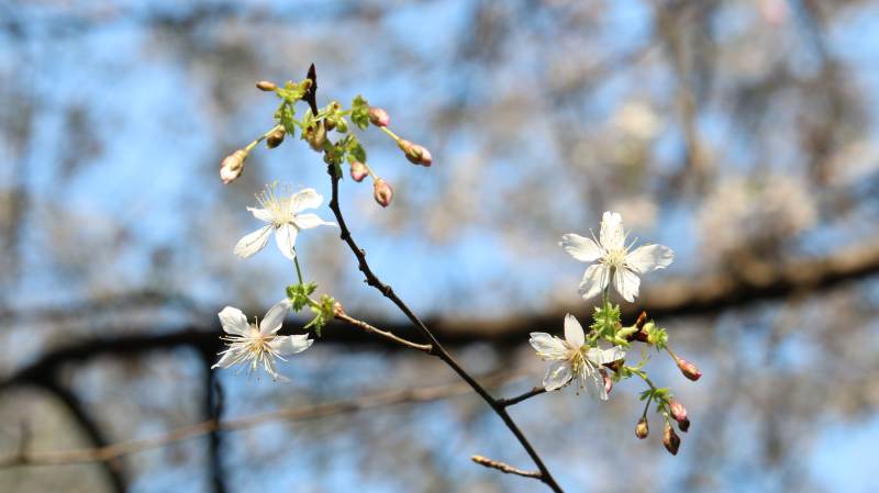 春日樱花绽放图片
