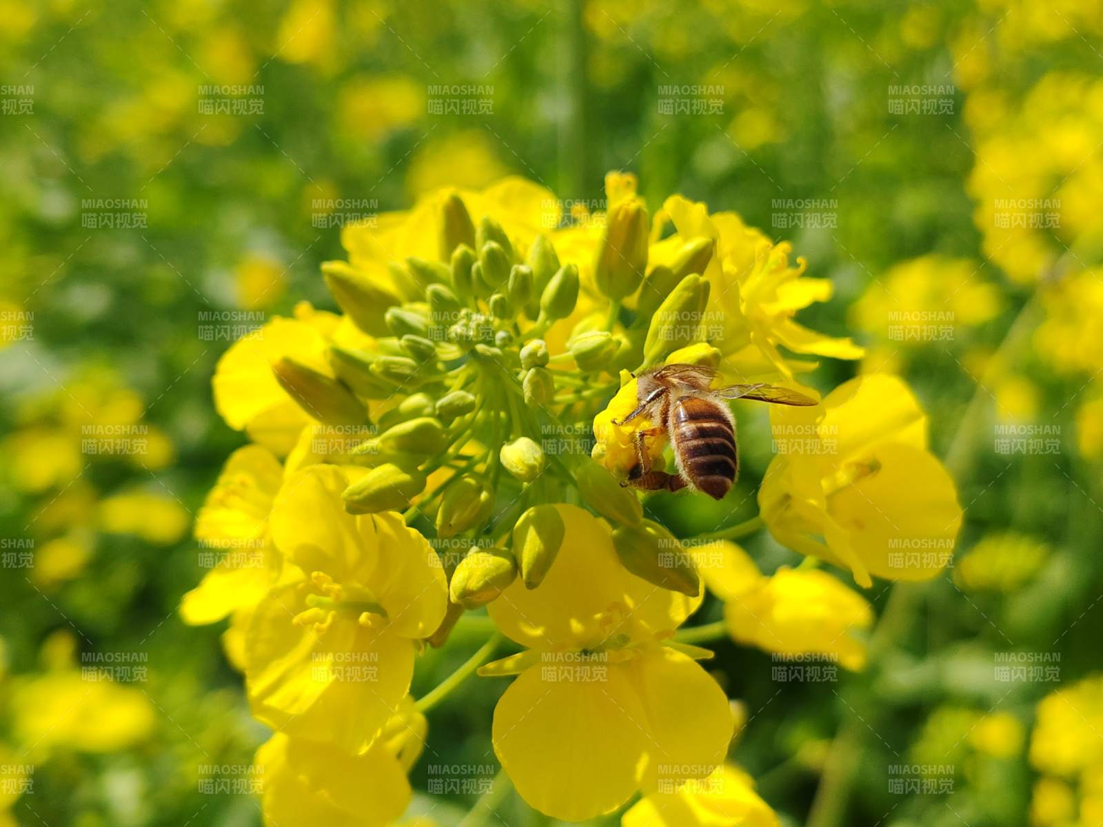 蜜蜂采油菜花蜜图片