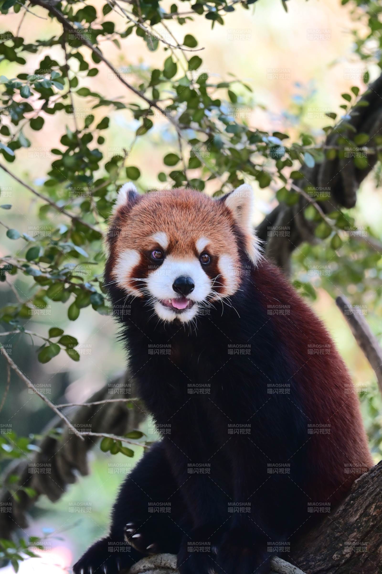 红熊猫树上休憩图片