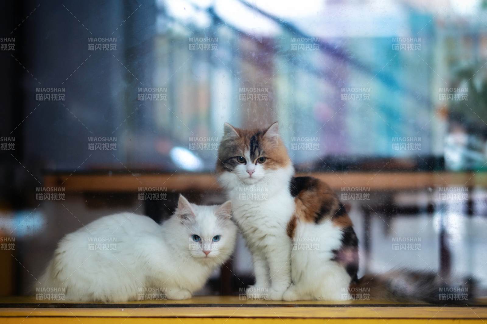 窗边双猫静坐图片