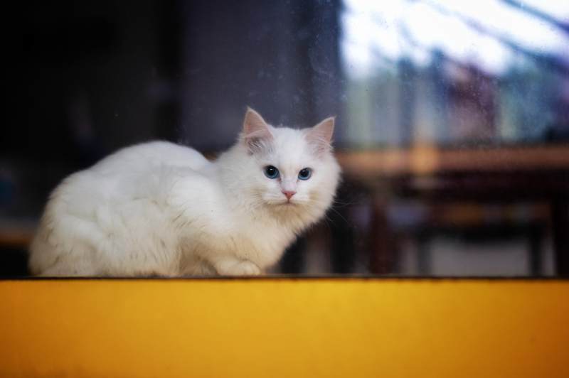 白猫凝视窗外图片