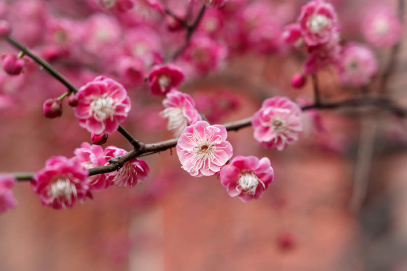 梅花绽放春意浓图片