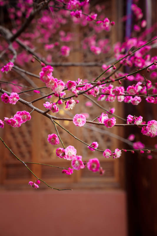 梅花绽放枝头图片