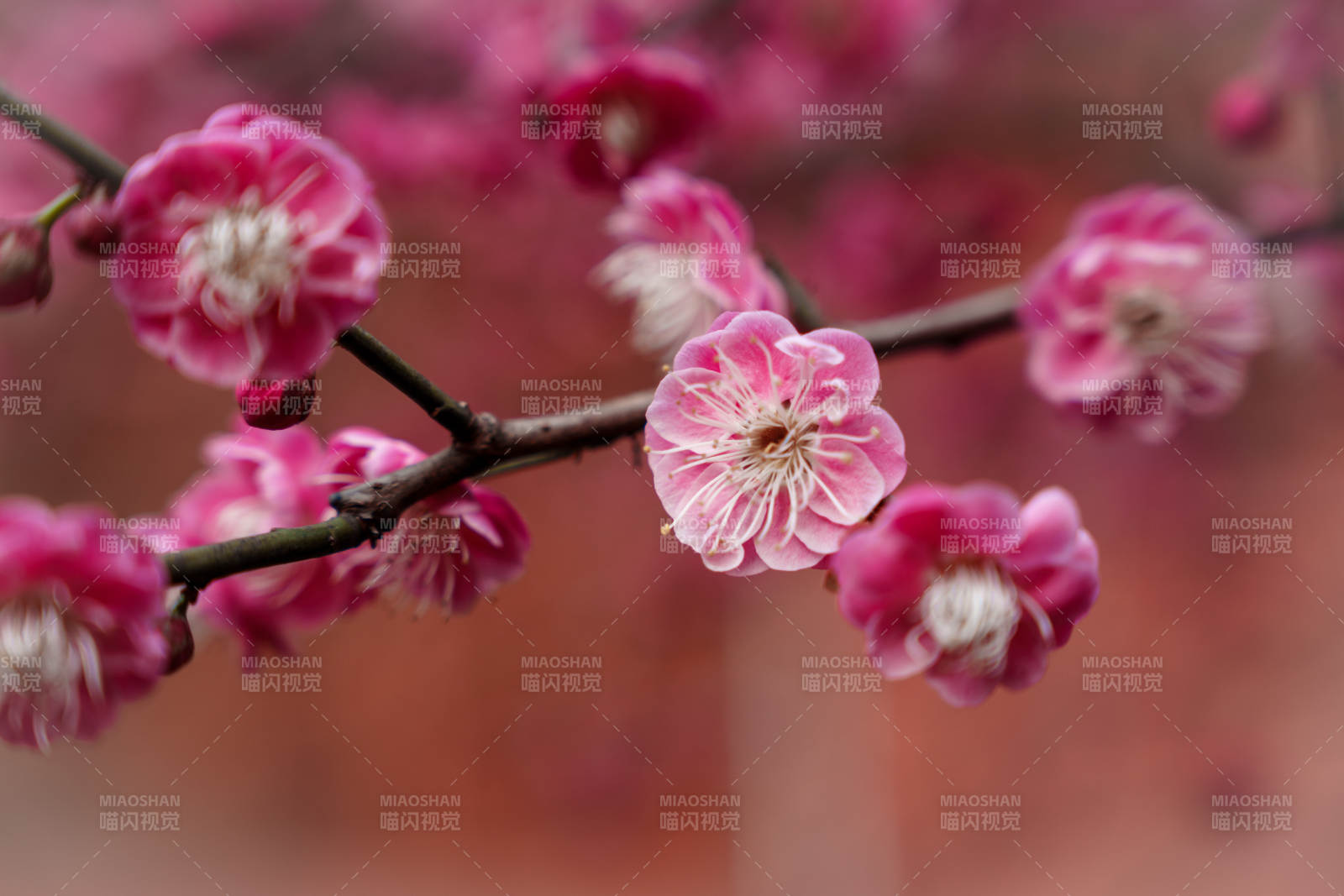 梅花绽放枝头图片