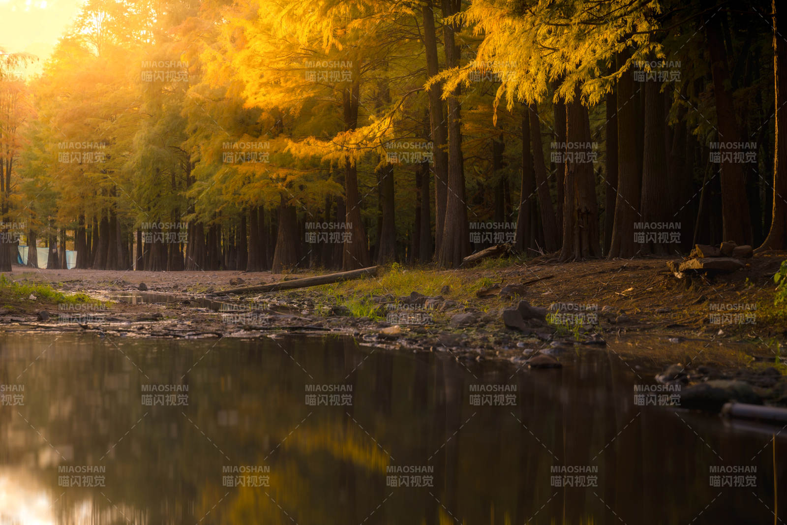 水库秋林倒影静谧湖图片