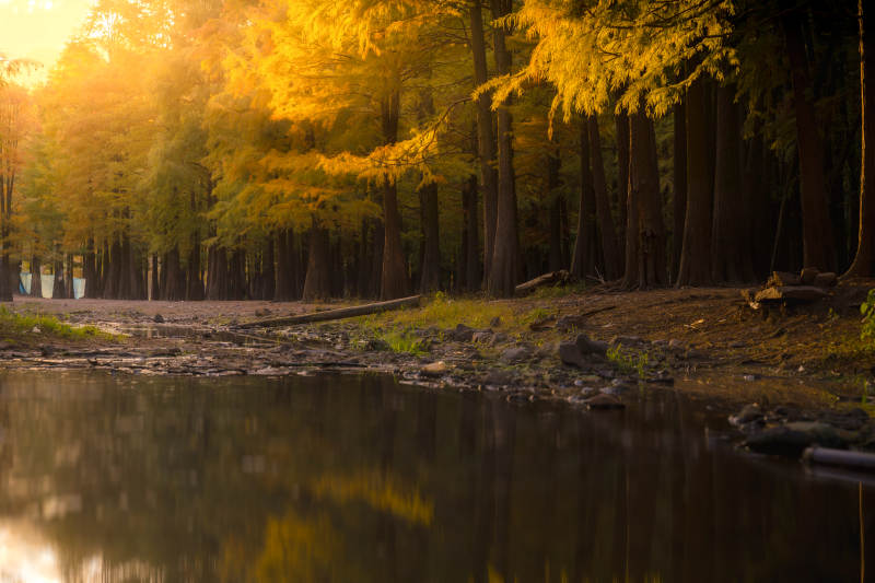 水库秋林倒影静谧湖图片