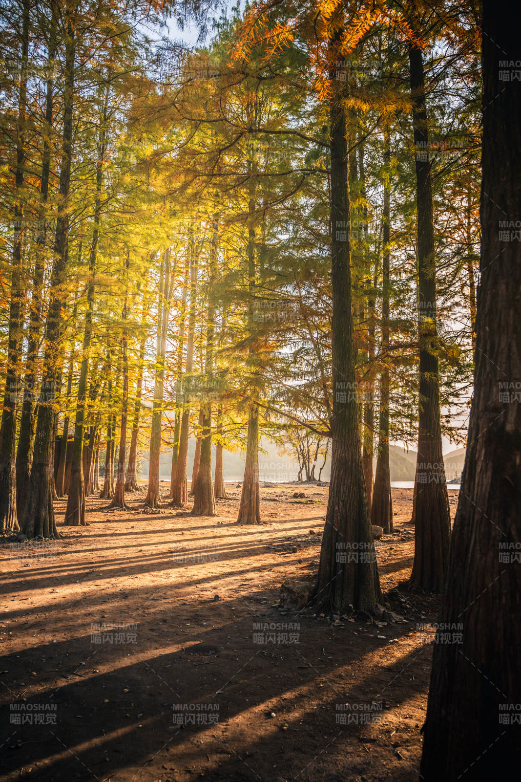 水库边的秋林光影图片