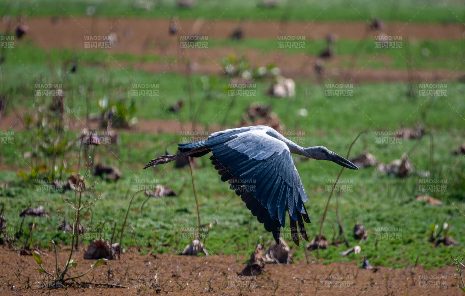 钳嘴鹳展翅飞翔图片