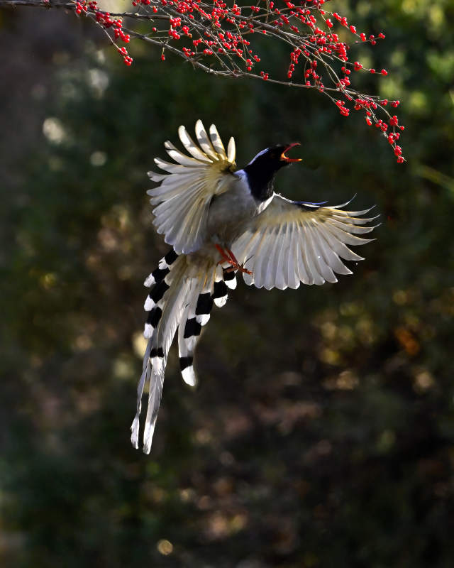 喜鹊展翅飞翔图片