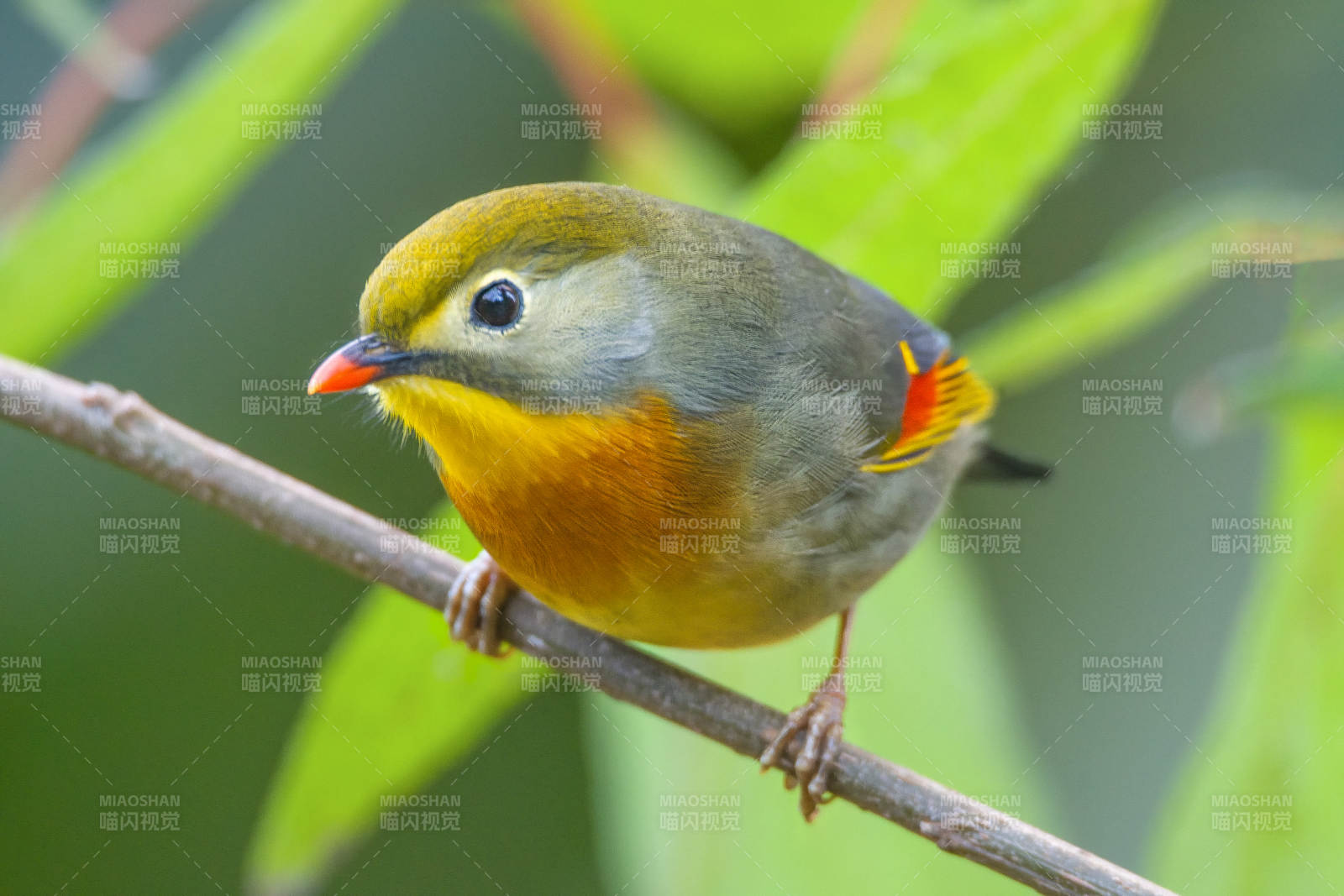 红嘴相思鸟栖枝图片