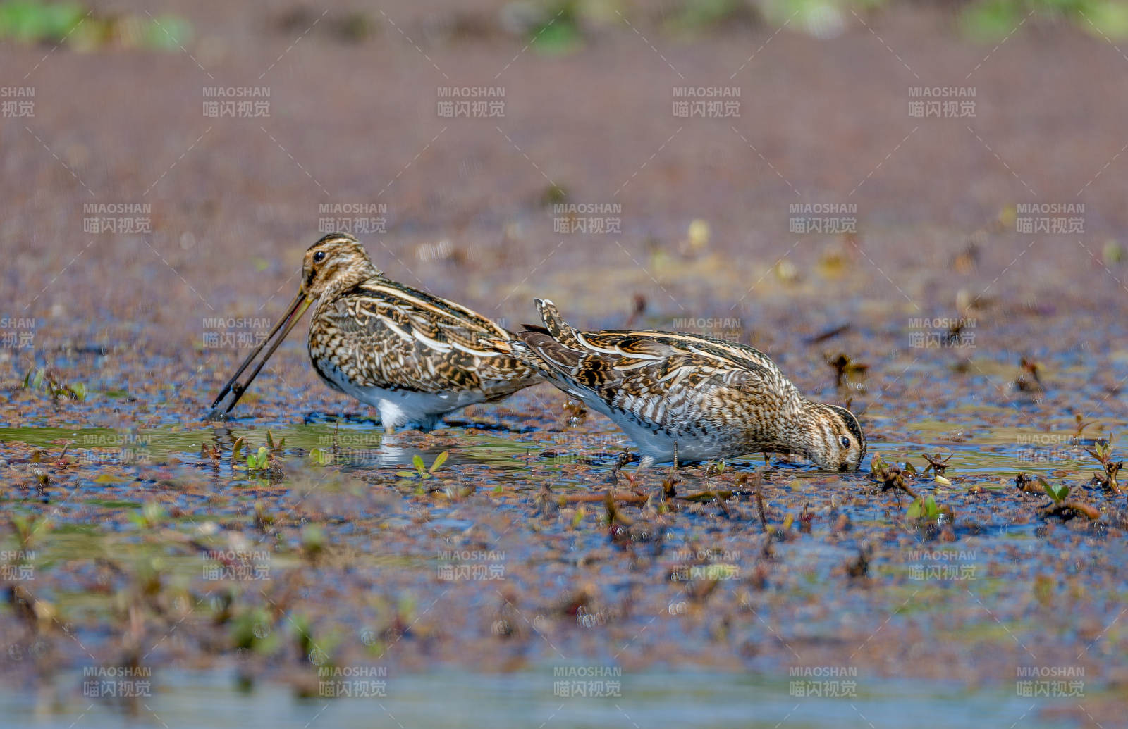 鹬鸟觅食湿地图片