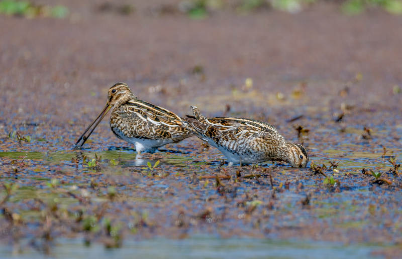 鹬鸟觅食湿地图片