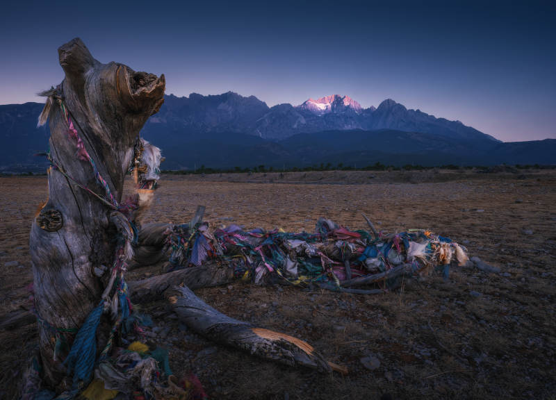 玉龙雪山下的祈福树图片