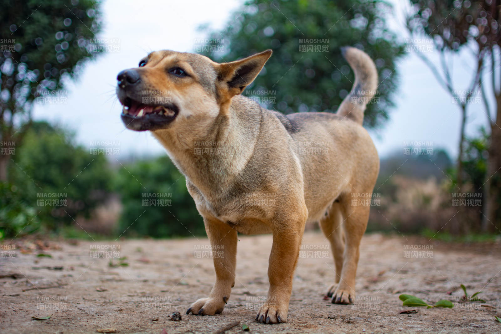 棕狗户外站立图片