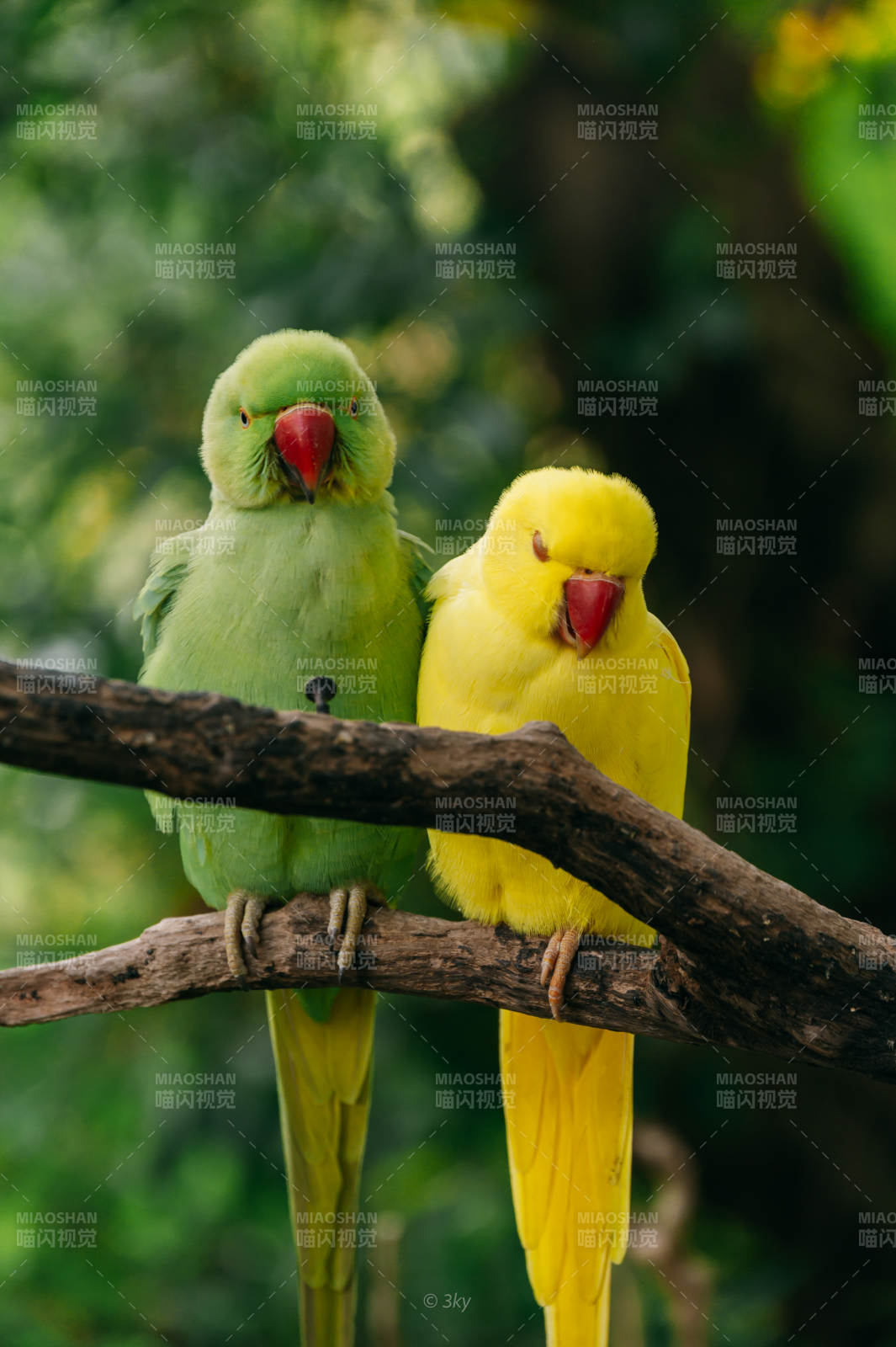 绿黄鹦鹉相伴枝头图片