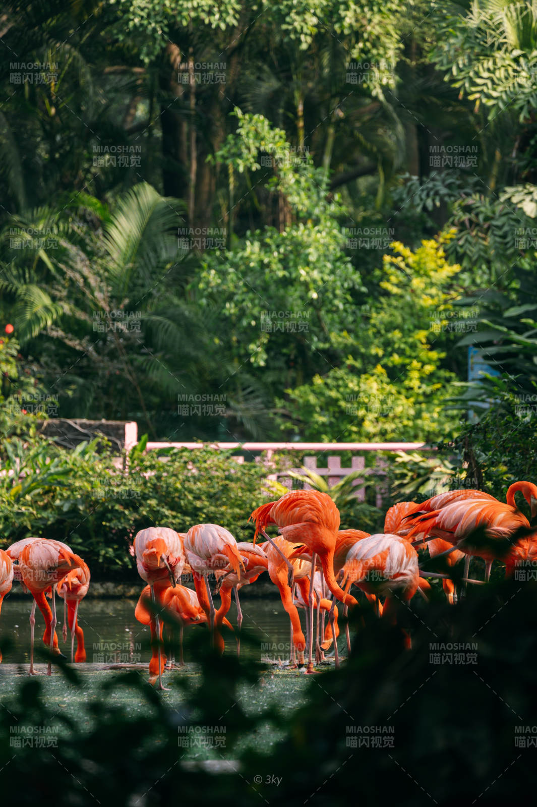 粉红火烈鸟栖息林间图片