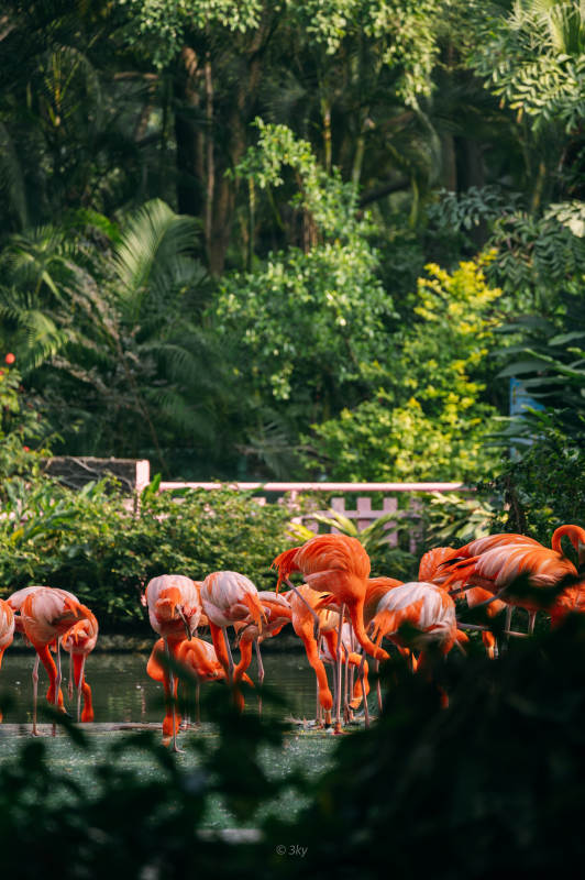 粉红火烈鸟栖息林间图片