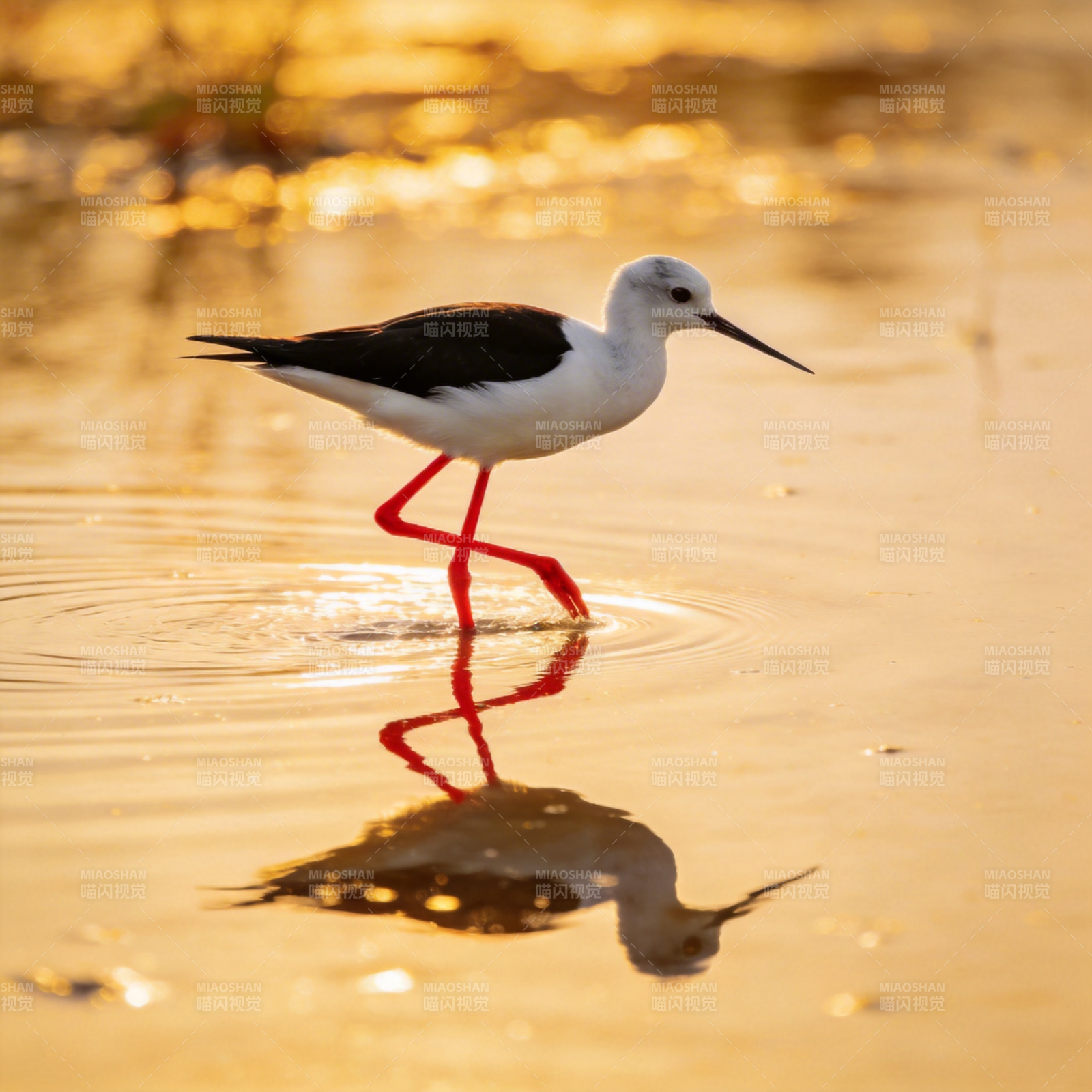 黑翅长脚鹬水中行图片