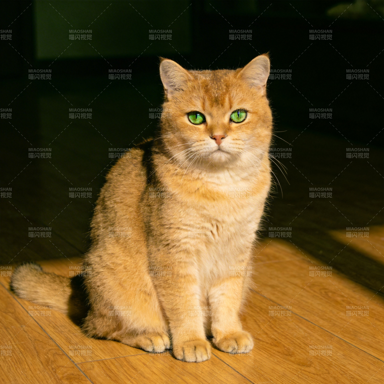 金猫静坐木地板图片