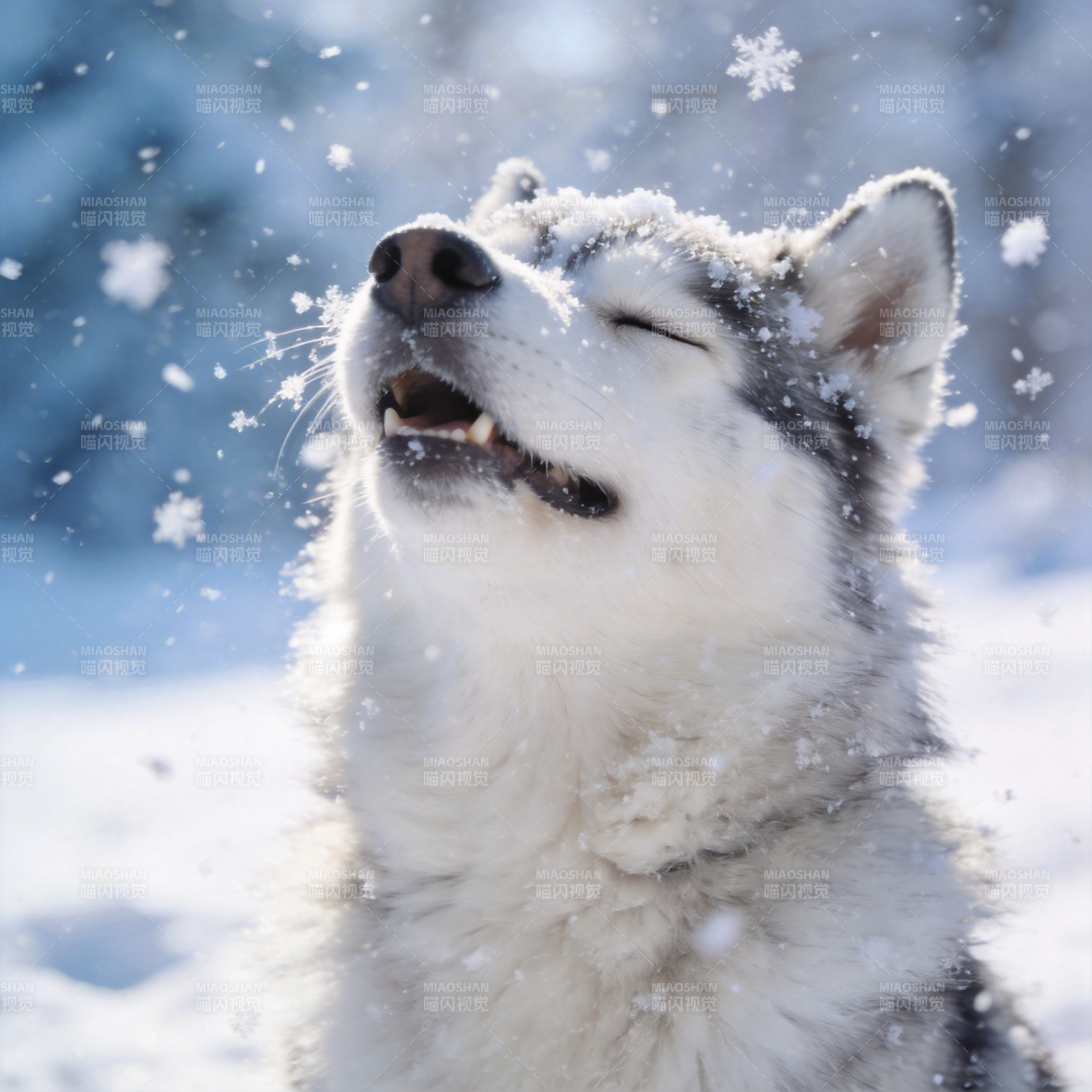 雪中欢笑的哈士奇图片