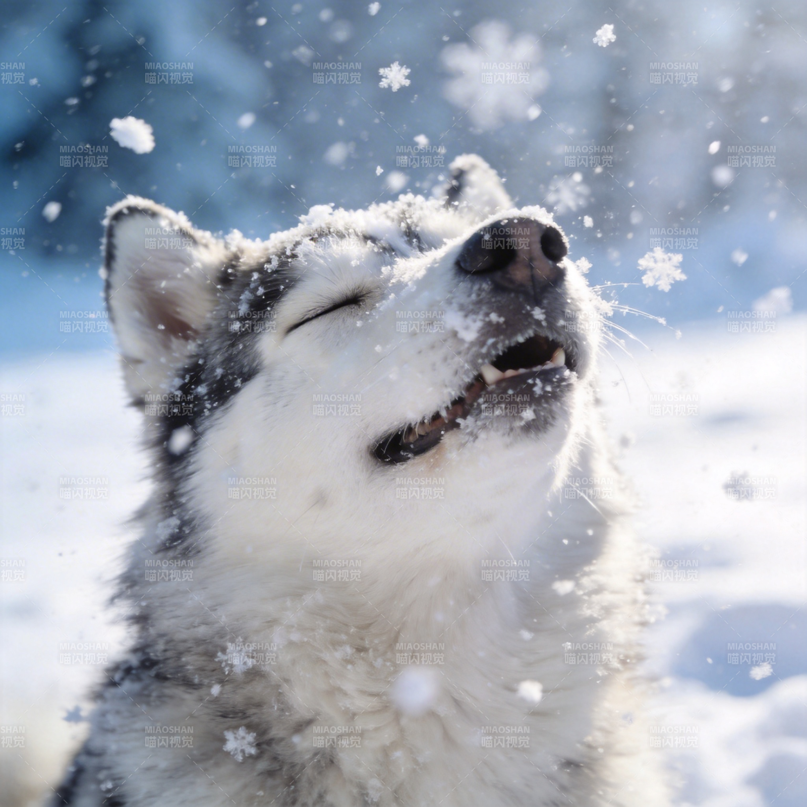 雪中欢笑的哈士奇图片
