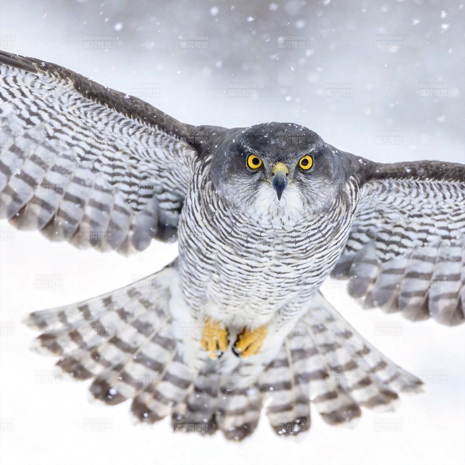 雪中猛禽飞翔图片