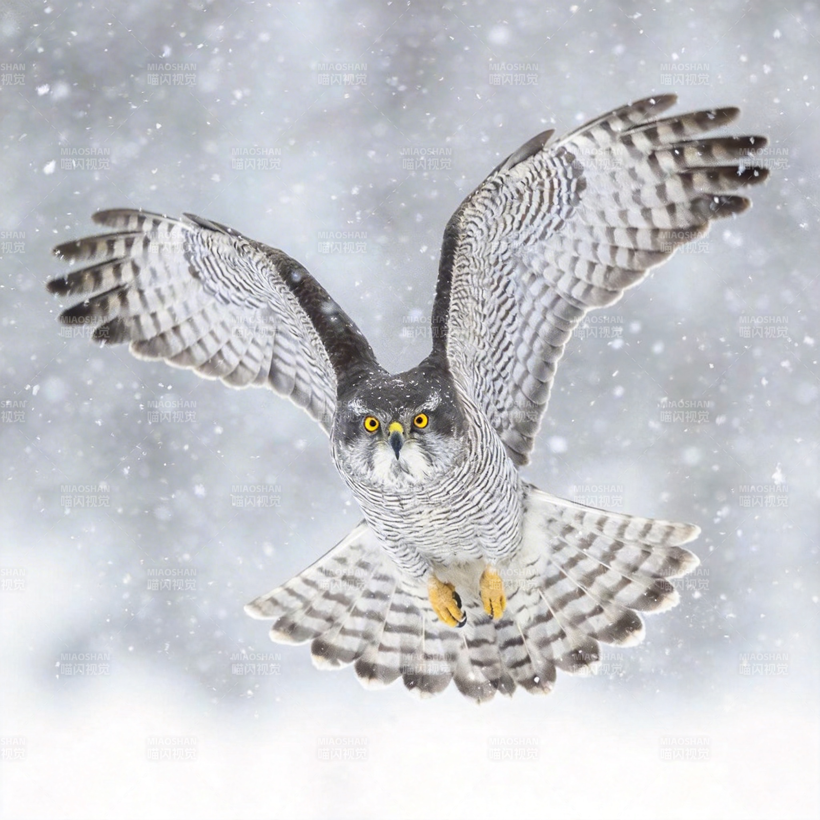 雪中翱翔的鹰图片