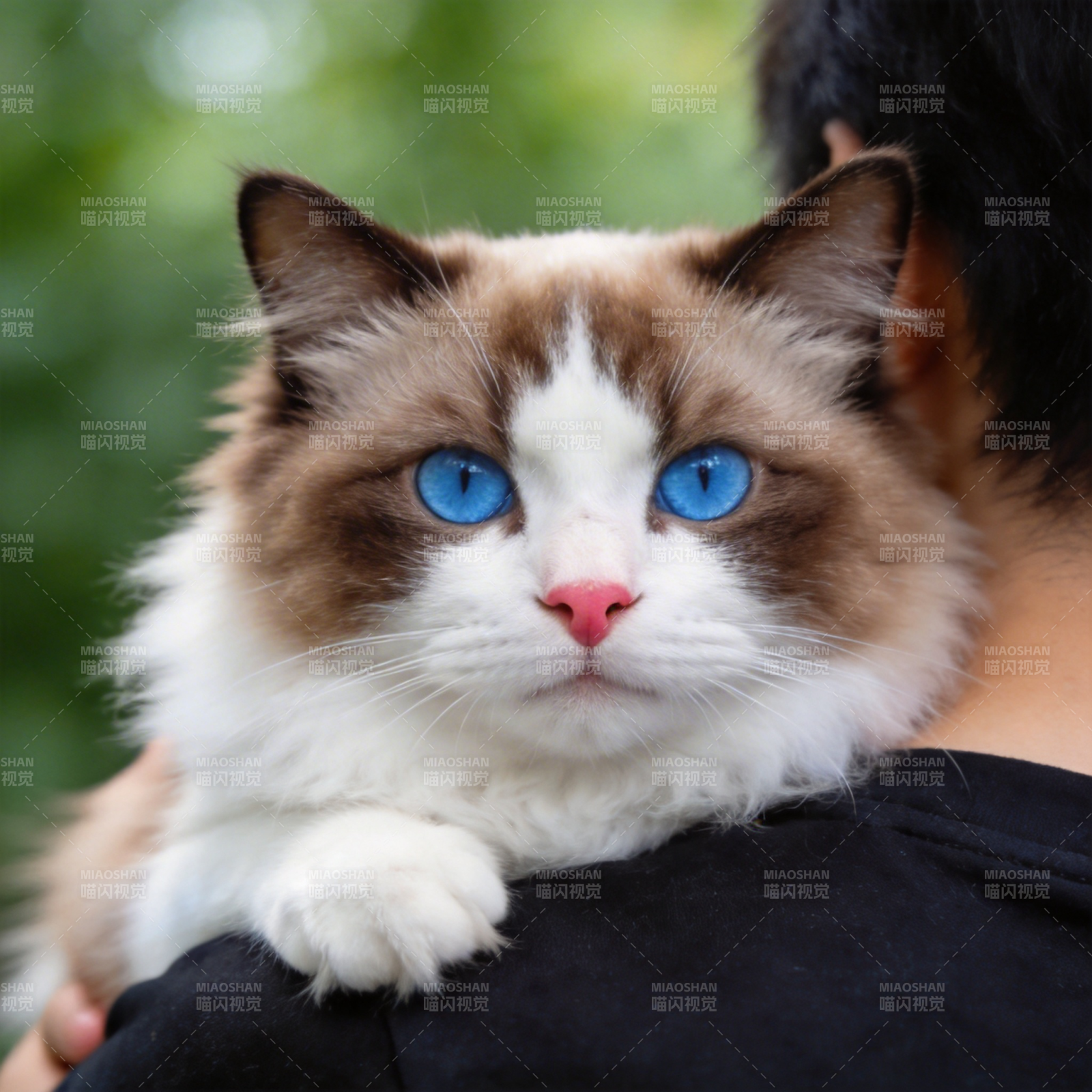 蓝眼猫咪依偎人肩图片