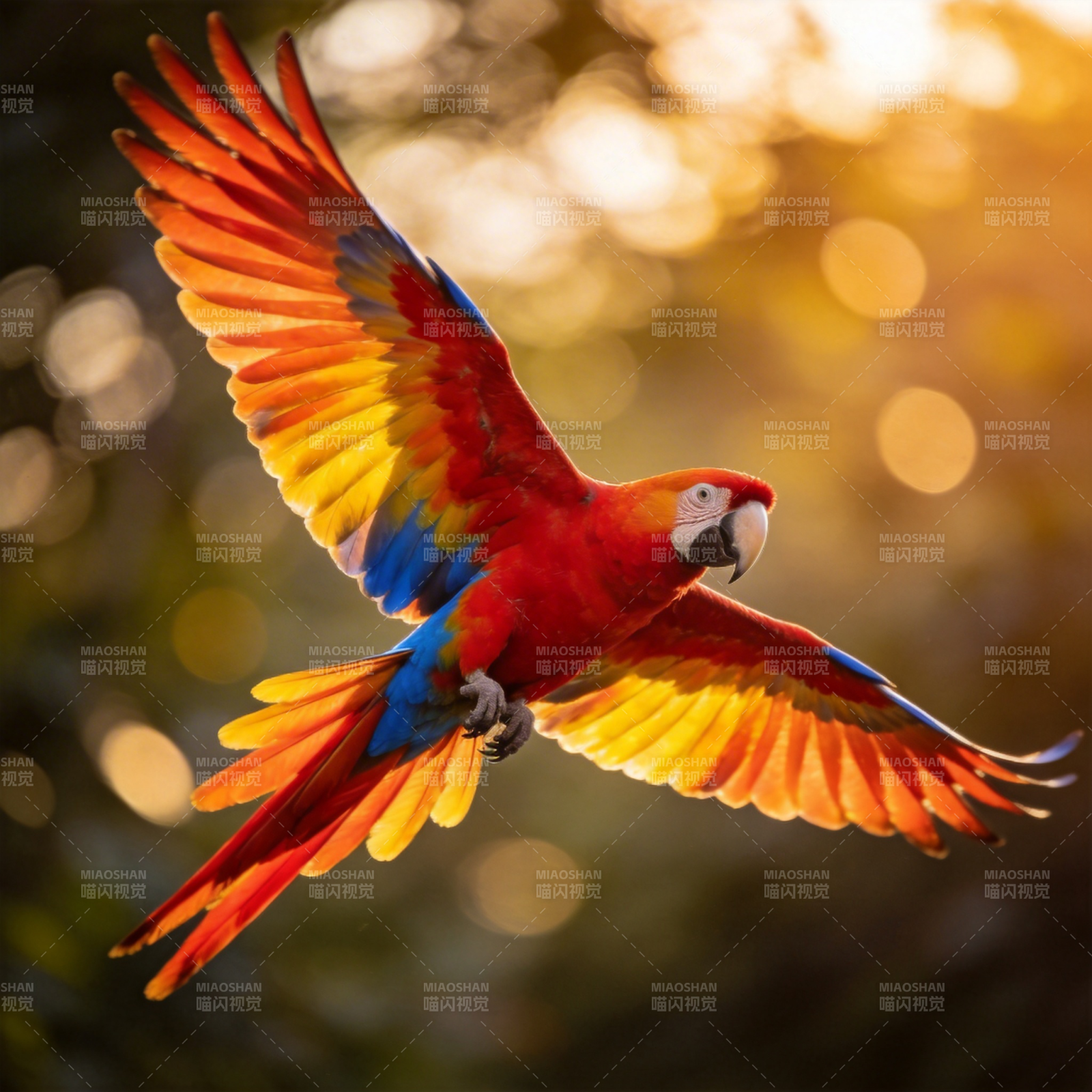 翱翔的彩虹鹦鹉图片