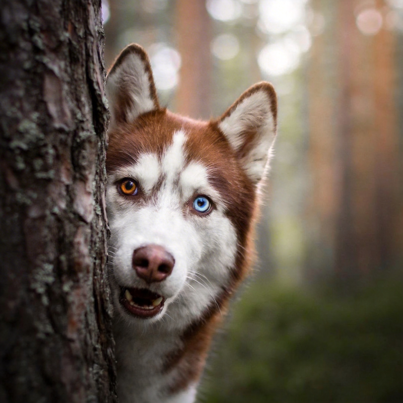 森林中的哈士奇图片