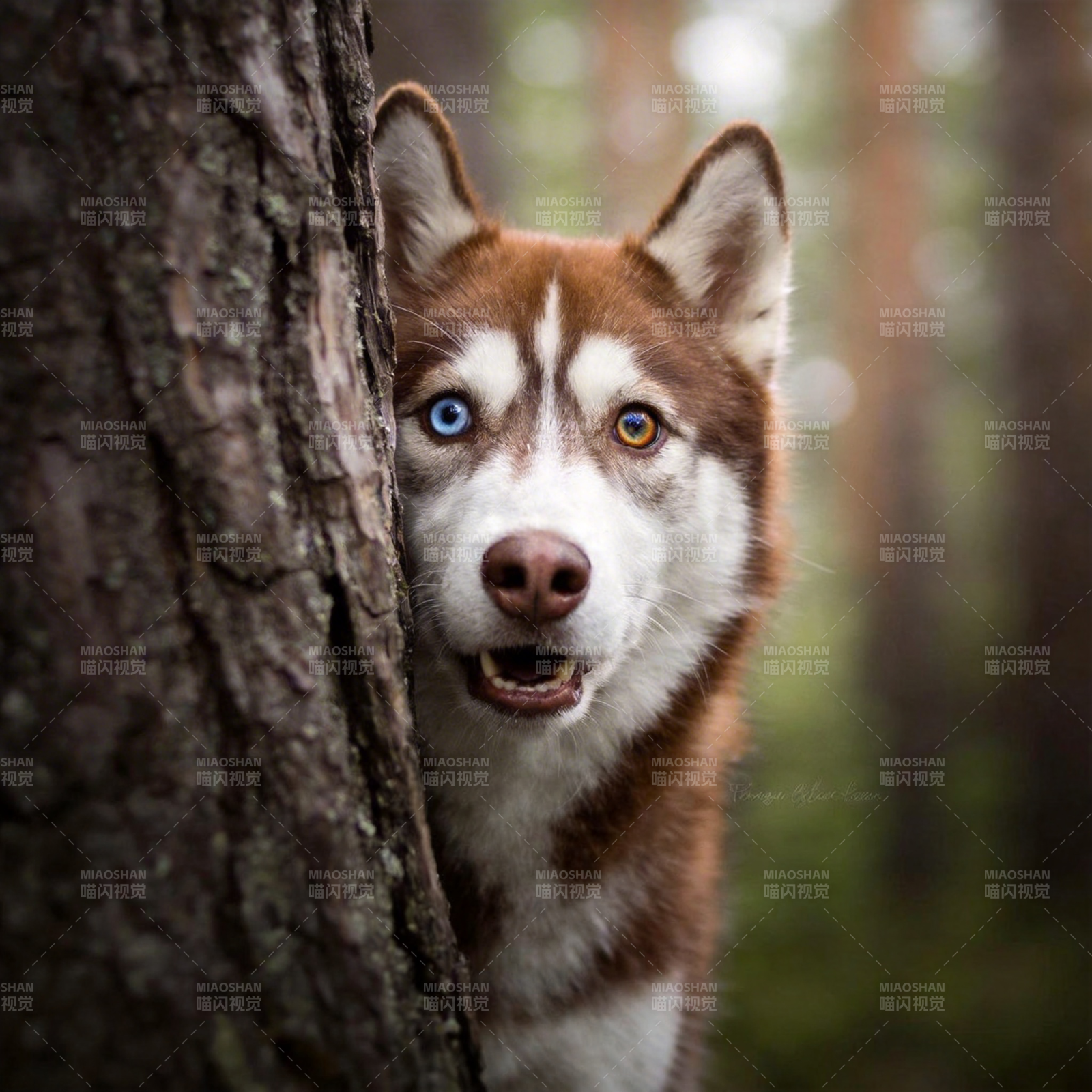 森林中的哈士奇图片