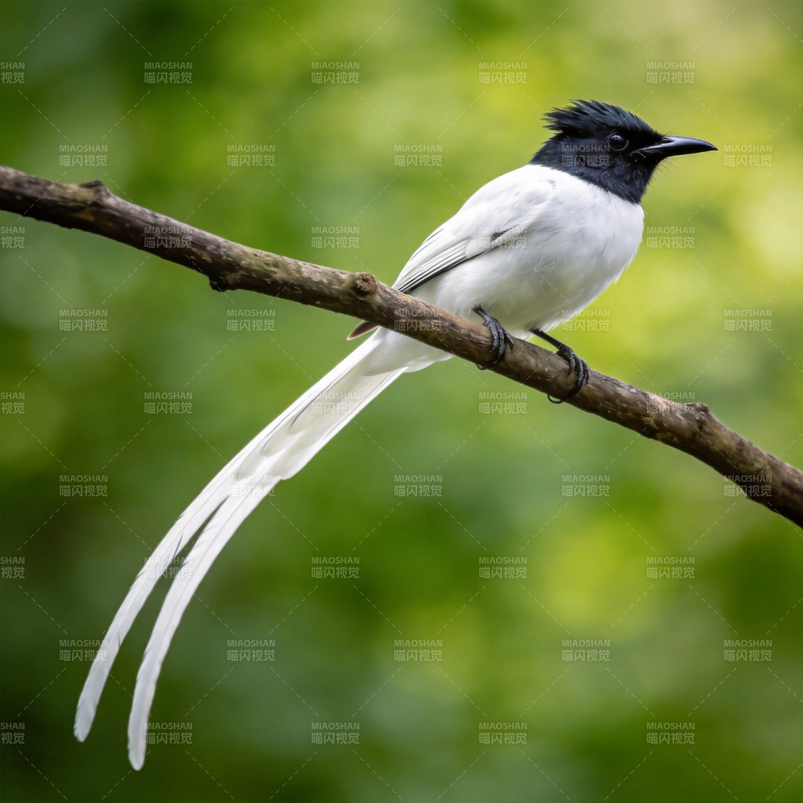 寿带鸟栖枝头图片