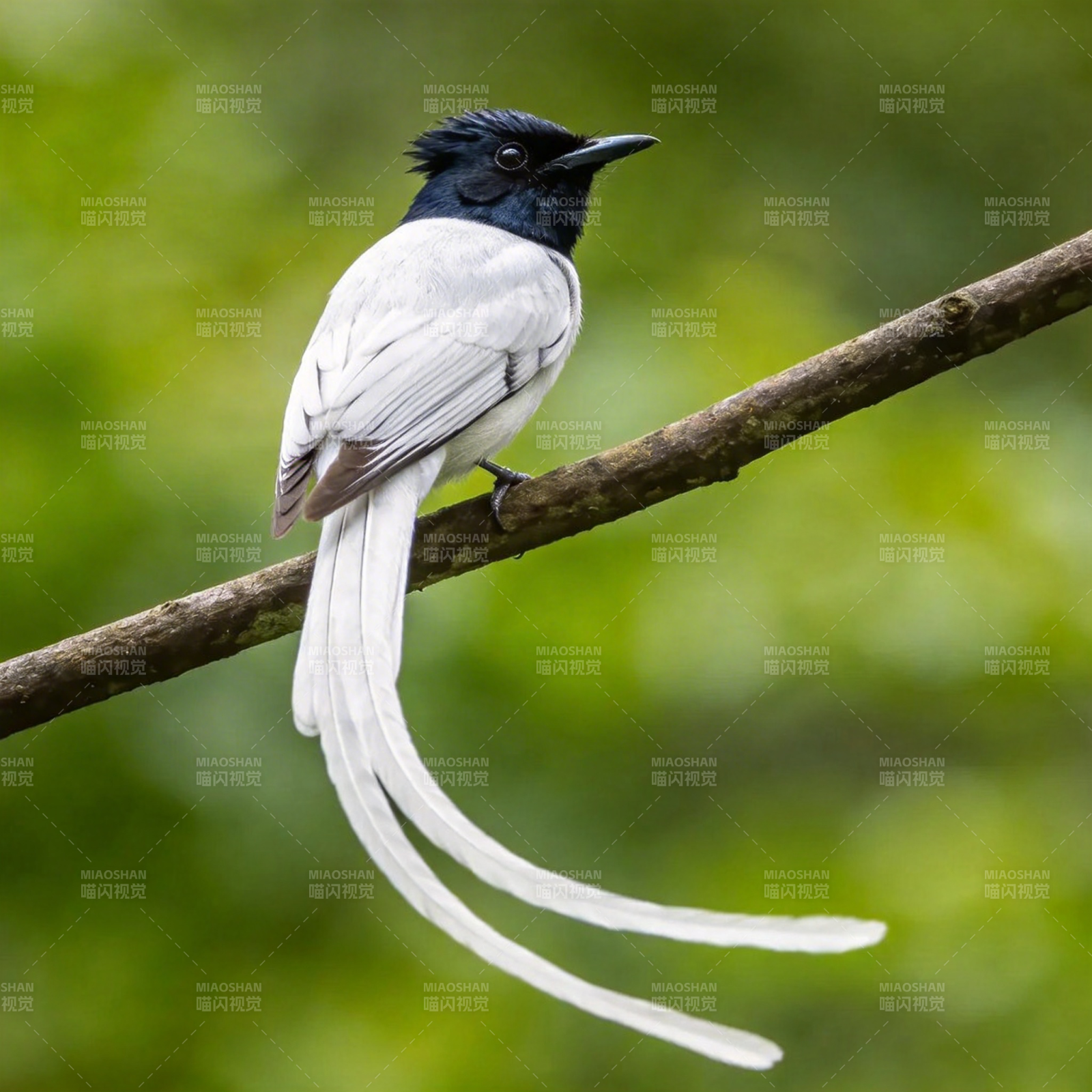 寿带鸟栖枝头图片