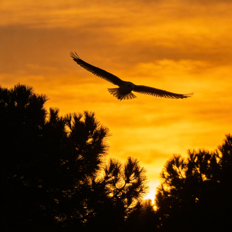 夕阳下的飞鸟剪影图片