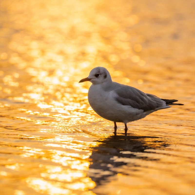 金光中的海鸥图片