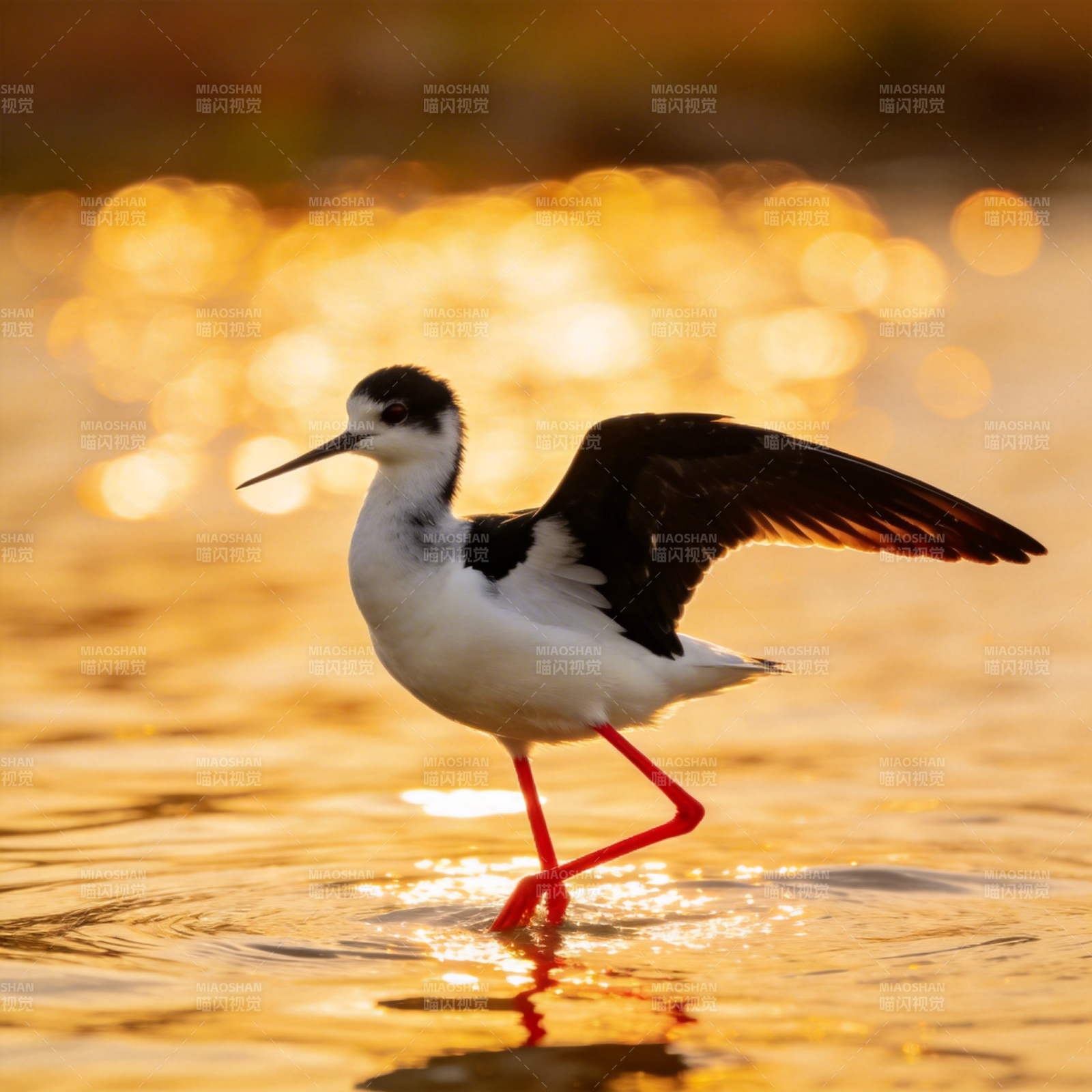 黑颈长脚鹬水中行图片