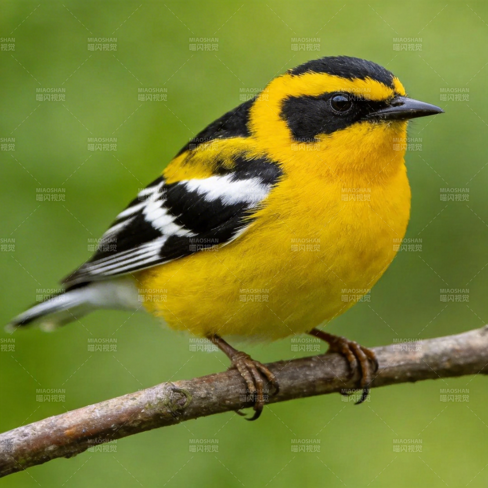 黄腹山雀栖枝头图片